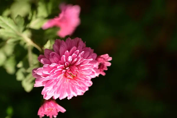 Belles Fleurs Roses Poussant Dans Jardin — Photo