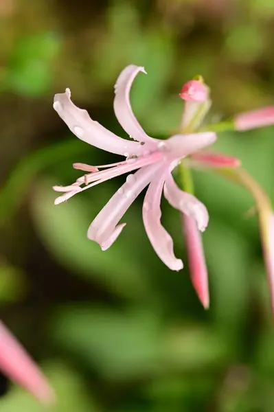 Gyönyörű Rózsaszín Virágok Nőnek Kertben — Stock Fotó