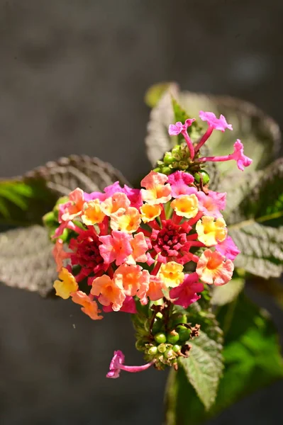 Vackra Gula Och Rosa Blommor Närbild Sommar Koncept — Stockfoto