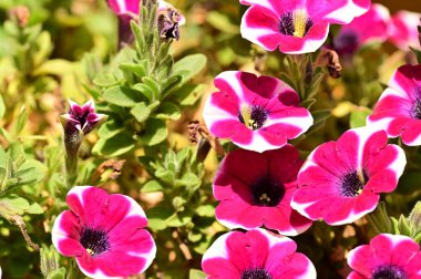 Bahçede büyüyen güzel pembe ve beyaz petunya çiçekleri