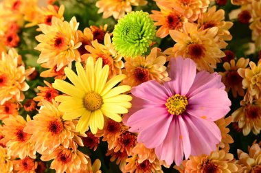 Güzel sonbahar çiçeklerinin yakın çekim 