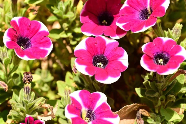 Красивые Розовые Белые Цветки Петунии Растущие Саду — стоковое фото
