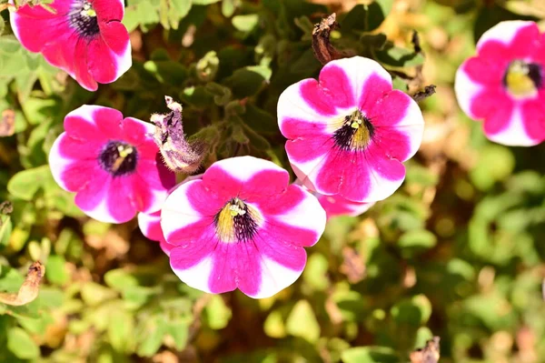 Vackra Rosa Och Vita Petunia Blommor Som Växer Trädgården — Stockfoto