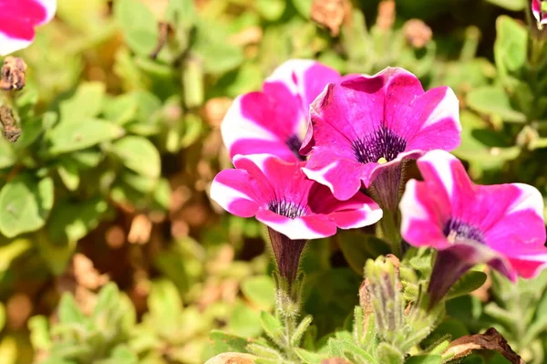 Hermosas Flores Petunia Rosa Blanca Que Crecen Jardín —  Fotos de Stock