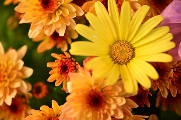 Güzel Sonbahar Çiçeklerinin Yakın Çekim — Stok fotoğraf