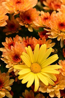 Güzel kasımpatı, yakın plan, çiçek ve bahçe.