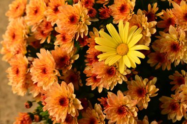 Güzel kasımpatı, yakın plan, çiçek ve bahçe.