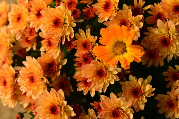 stock image beautiful chrysanthemum close up, flora and garden