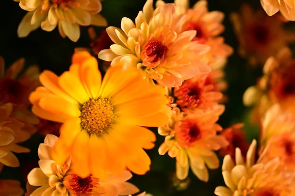 Krásná Chryzantéma Zblízka Flóra Zahrada — Stock fotografie