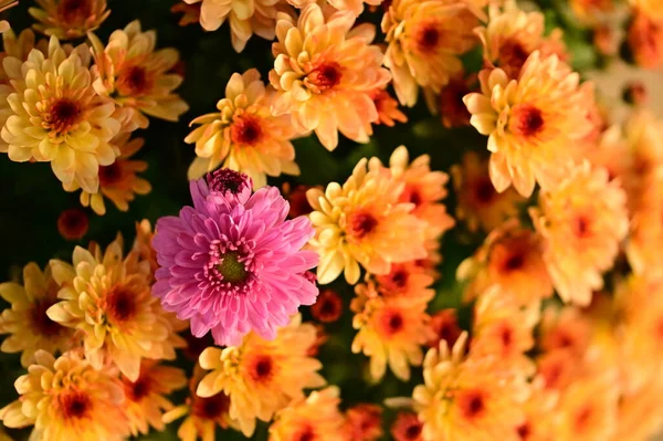 Красиві Жовті Квіти Хризантеми Однією Рожевою Квіткою Вид Крупним Планом — стокове фото