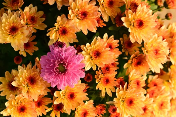 ピンク色の花を1つ持つ美しい黄色の菊の花 クローズアップビュー 夏のコンセプト — ストック写真