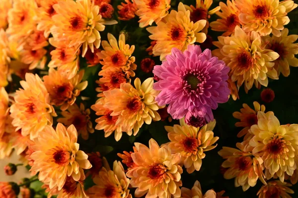 Красиві Жовті Квіти Хризантеми Однією Рожевою Квіткою Вид Крупним Планом — стокове фото