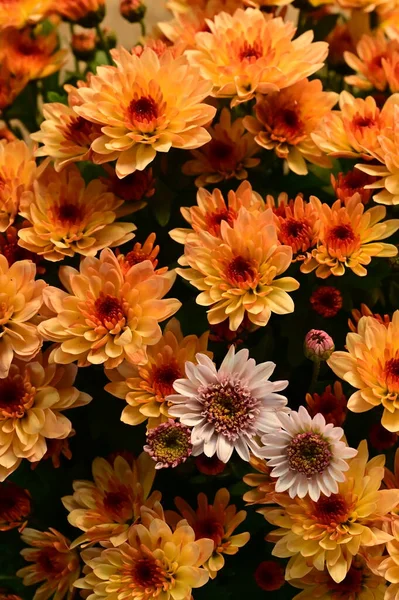 Stock image beautiful yellow and white chrysanthemum flowers, close up view, summer concept