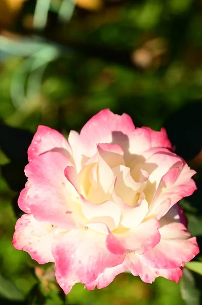 Close View Beautiful Pink Rose Flower Garden — Stock Photo, Image