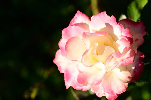 Vista Cerca Hermosa Rosa Rosa Flor Jardín —  Fotos de Stock