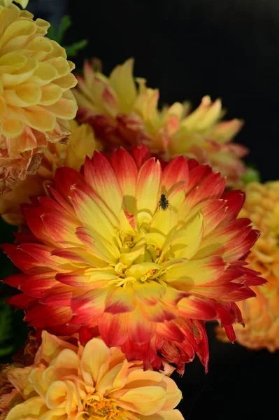 Крупним Планом Красиві Осінні Квіти — стокове фото