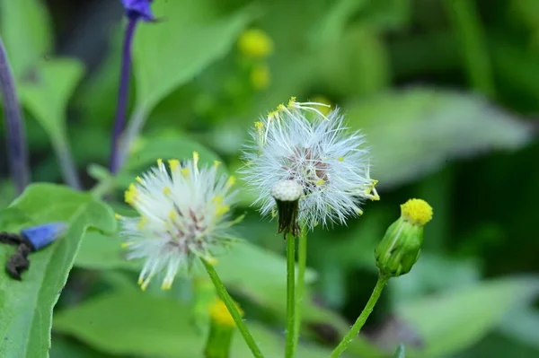 Bahçede Büyüyen Tüylü Karahindiba Çiçekleri — Stok fotoğraf