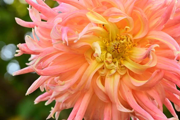 stock image beautiful yellow and pink flowers, close up view, summer concept