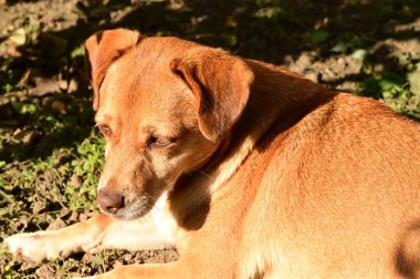 Kızıl köpek ormanda çimlerin üzerinde yatıyor.