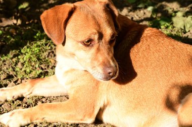 Kızıl köpek ormanda çimlerin üzerinde yatıyor.