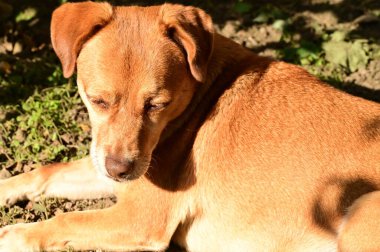 Kızıl köpek ormanda çimlerin üzerinde yatıyor.