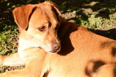 Kızıl köpek ormanda çimlerin üzerinde yatıyor.