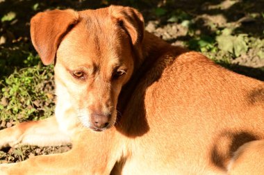 Kızıl köpek ormanda çimlerin üzerinde yatıyor.