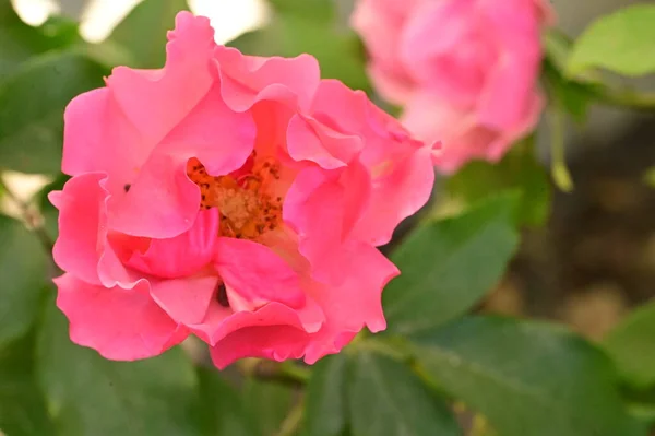庭の美しいピンクのバラの花を間近に見ることができ — ストック写真