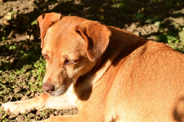 Рыжая Собака Лежит Траве Лесу — стоковое фото