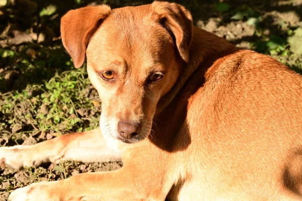 Рыжая Собака Лежит Траве Лесу — стоковое фото