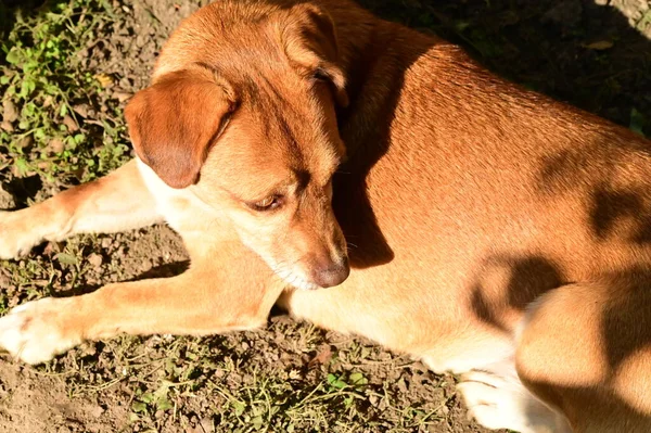 Cão Gengibre Deitado Grama Floresta — Fotografia de Stock