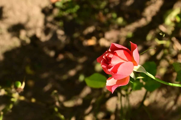 Όμορφο Ροζ Τριαντάφυλλο Στον Κήπο Φόντο Καλοκαίρι — Φωτογραφία Αρχείου