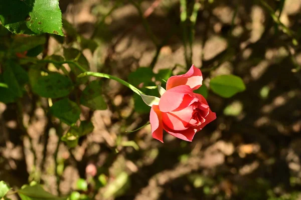 Όμορφο Ροζ Τριαντάφυλλο Στον Κήπο Φόντο Καλοκαίρι — Φωτογραφία Αρχείου