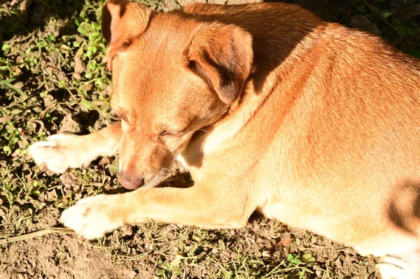 Собака Лежащая Траве Лесу — стоковое фото