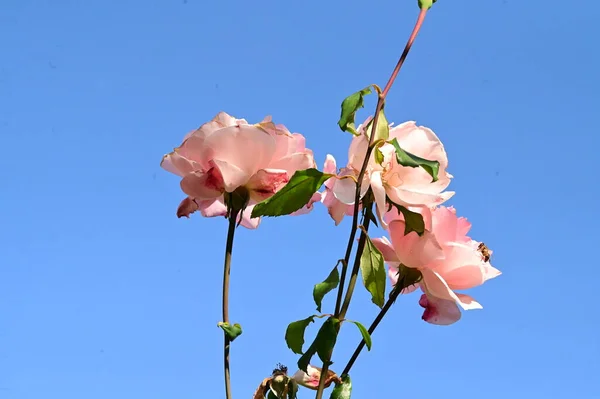 Όμορφα Ροζ Τριαντάφυλλα Μπλε Φόντο Του Ουρανού — Φωτογραφία Αρχείου