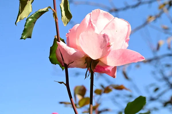 Stock image beautiful pink rose against blue sky background