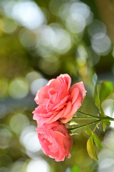 Hermosas Rosas Rosadas Jardín Fondo Verano —  Fotos de Stock