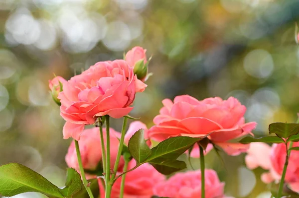 Красивые Розовые Розы Саду Летний Фон — стоковое фото