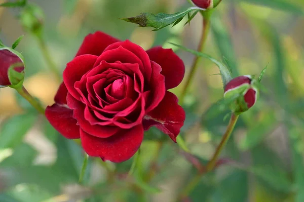 Красивая Красная Роза Саду Летний Фон — стоковое фото