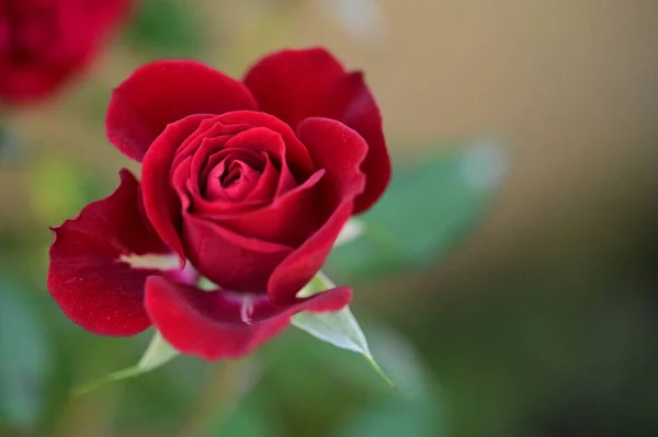 Hermosa Rosa Roja Jardín Fondo Verano — Foto de Stock