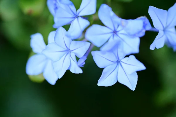 Close Zicht Mooie Blauwe Bloemen Tuin — Stockfoto