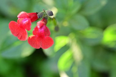 Bahçedeki güzel kırmızı çiçekleri kapat.