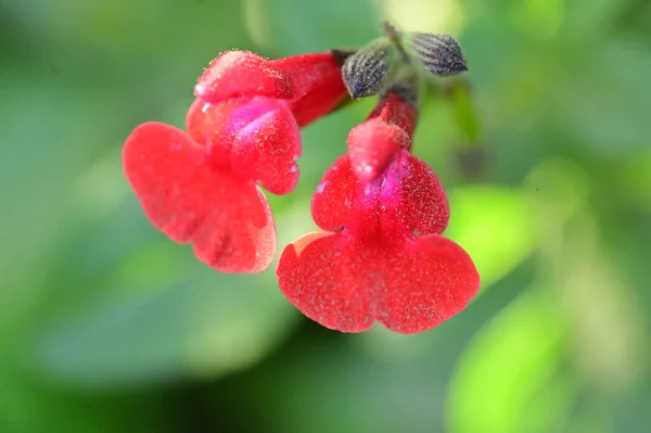 Close Uitzicht Mooie Rode Bloemen Tuin — Stockfoto