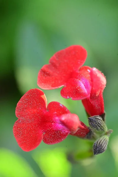 Bahçedeki Güzel Kırmızı Çiçekleri Kapat — Stok fotoğraf