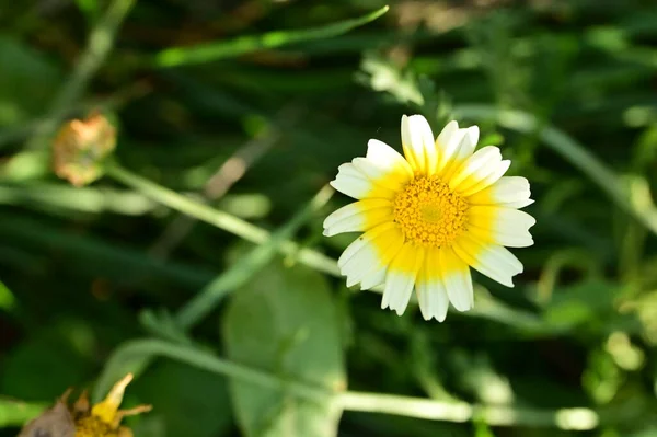 Όμορφα Κίτρινα Και Λευκά Λουλούδια Που Μεγαλώνουν Στον Κήπο — Φωτογραφία Αρχείου