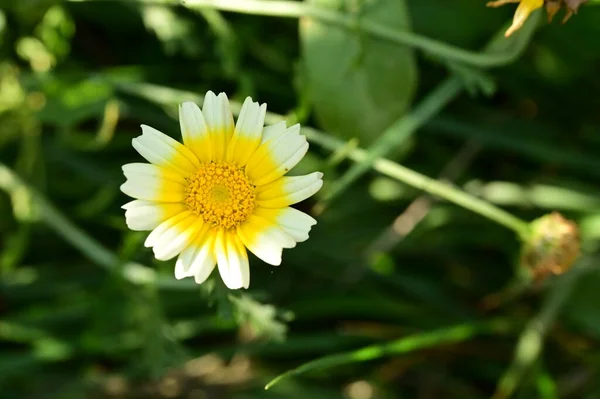 花园里长着美丽的黄白色花 — 图库照片