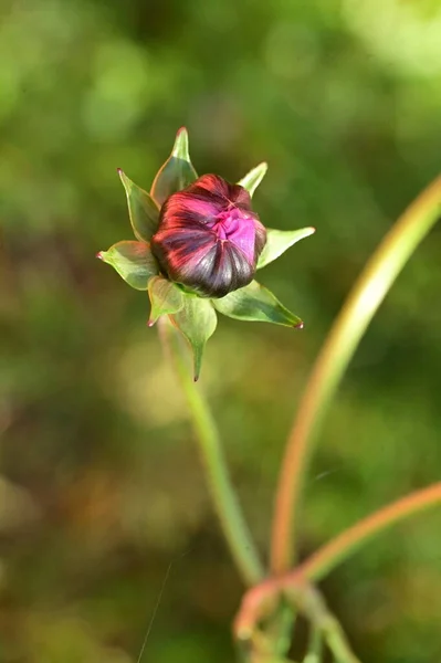 Piękne Nierozwiązane Kwiaty Ogrodzie Widok Bliska — Zdjęcie stockowe