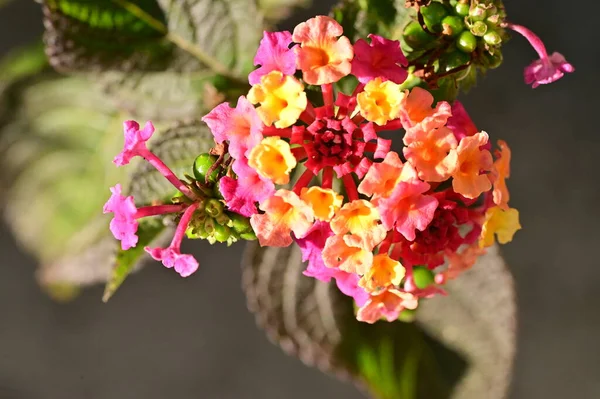 Vackra Gula Och Rosa Blommor Närbild Sommar Koncept — Stockfoto