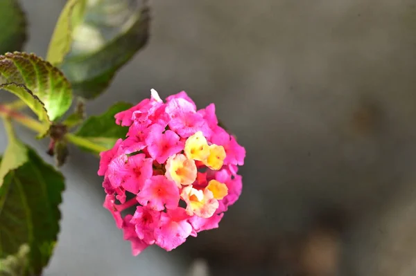 Gyönyörű Sárga Rózsaszín Virágok Közelről Nyári Koncepció — Stock Fotó