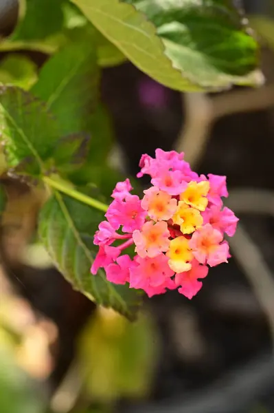 美しい黄色とピンクの花を間近で見られる夏のコンセプト — ストック写真